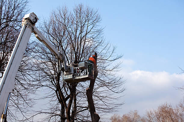 Best Tree Health Inspection  in USA